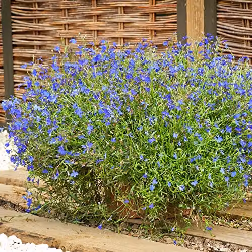 Thompson and Morgan Lobelia Pendula Monsoon Blue Flower Seeds, Approx. 650 Seeds – 2