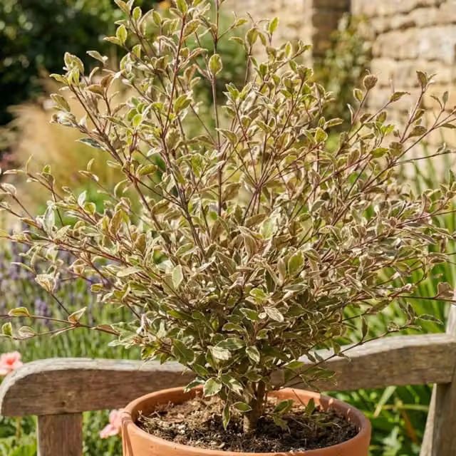 The Rose Press Garden Lophomyrtus Magic Dragon Pink Variegated Evergreen Ornamental Shrub