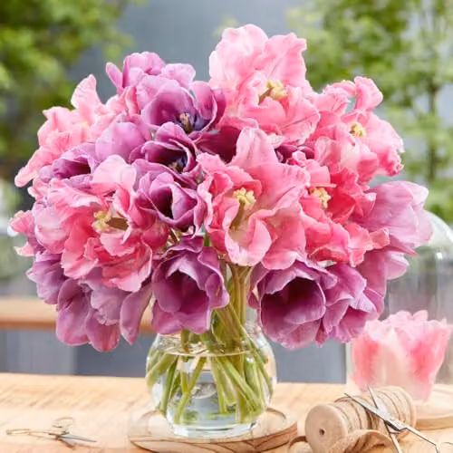 Thompson & Morgan Tulip Purple Shades Mix Bulbs, 16 Bulbs in Lavender, Pink and Purple for Spring Gardens