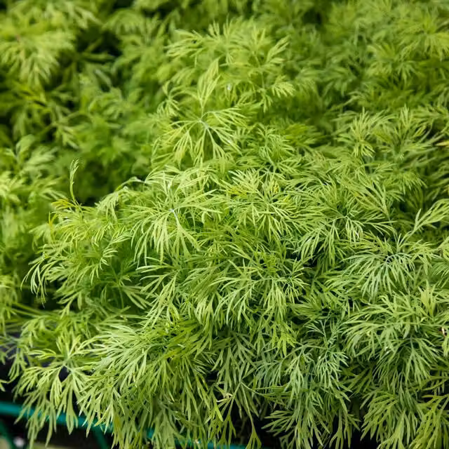 Unwins Dill Herb Seeds for Herb and Ornamental Gardens, Green