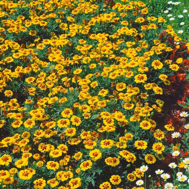 Unwins Naughty Marietta French Marigold Seeds, Yellow