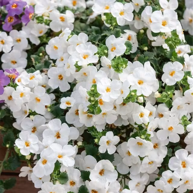 Plants By Post White Flowering Bacopa Bedding Plants for Hanging Baskets and Borders, 3 Pack