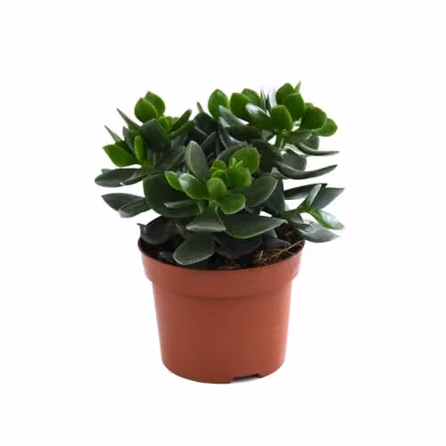 Thompson and Morgan Crassula ovata Hulk Money Tree Jade Plant Succulent Indoor House Plant, 1 x 12cm Pot – 2
