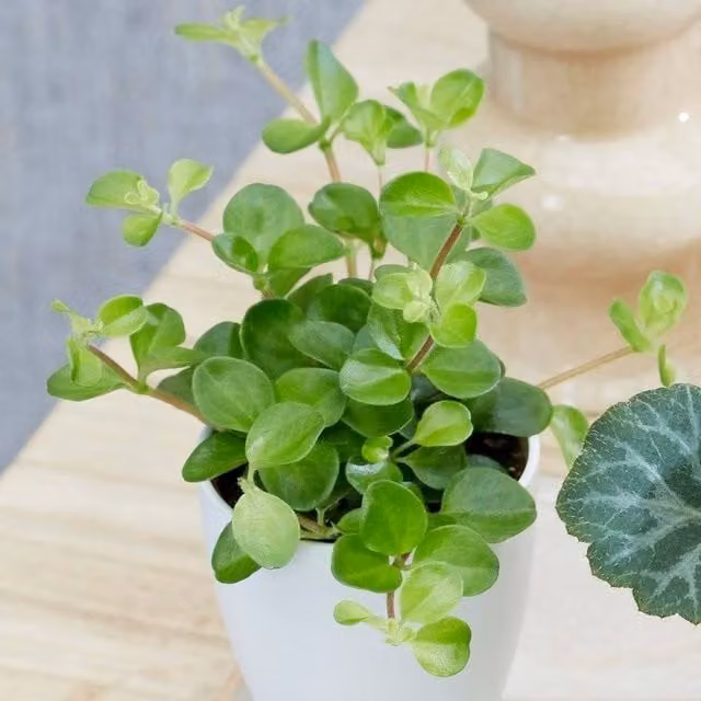 Primrose Peperomia Bottle Garden Terrarium Plant in Green, Height: 11 cm