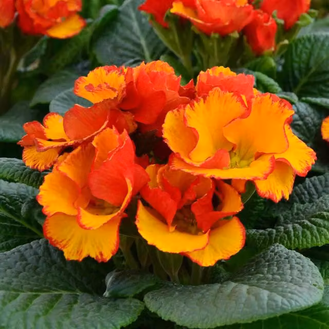 Marshalls Garden Primula Chinese New Year Orange Bedding Plant