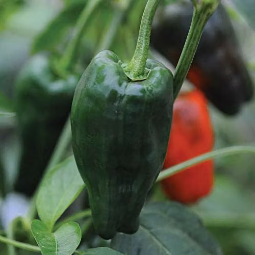 Thompson and Morgan Chilli Pepper Padron Vegetable Seeds, 10 Seeds per Packet