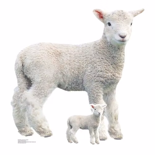 Star Cutouts SC4438 Lamb Farm Animal Cardboard Cut Out, Height: 74 cm – 1