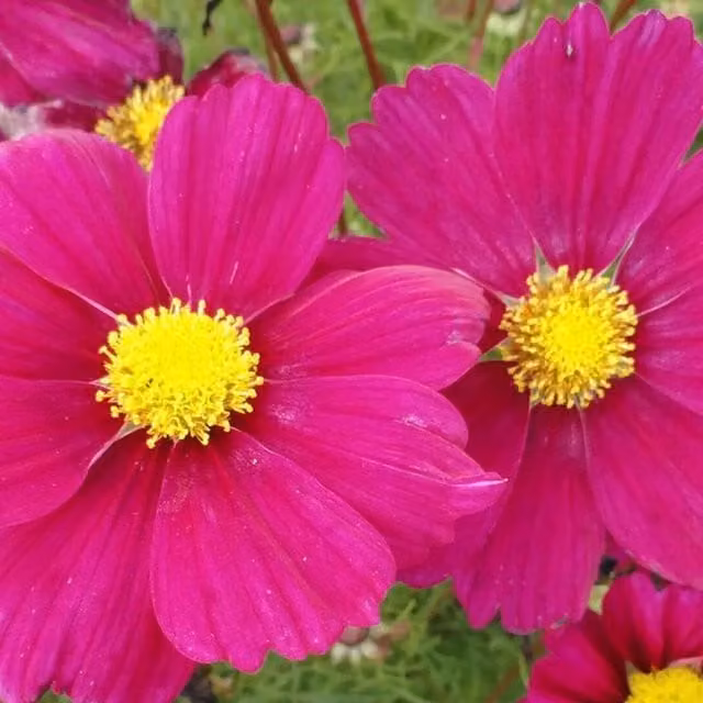 Plants By Post Two Potted Purple and Pink Cosmos Summer Perennial Plants