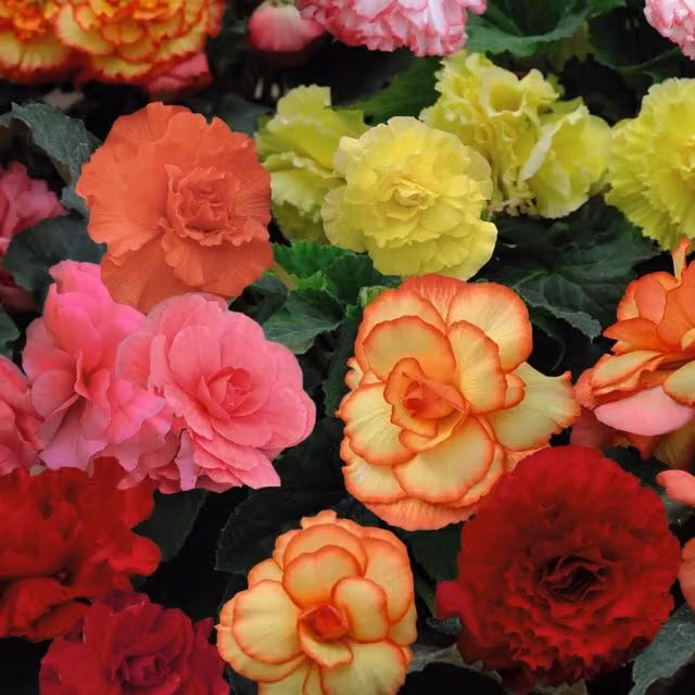Thompson and Morgan Begonia Majestic Multicolour Outdoor Bedding Plants