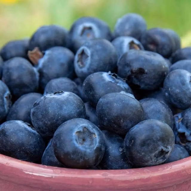 Marshalls Garden Lowberry Blueberry Little Blue Wonder Blue Fruit Shrub