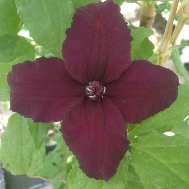 Plants By Post Clematis Viticella Dark Eyes Purple Climbing Outdoor Plant