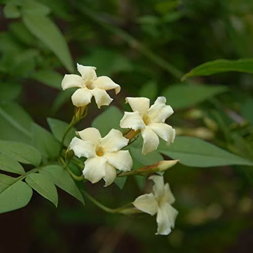 Thompson & Morgan Jasmine Clotted Cream Hardy Perennial Climbing Flowering Shrub, 3 x 3 Litre Pots – 2