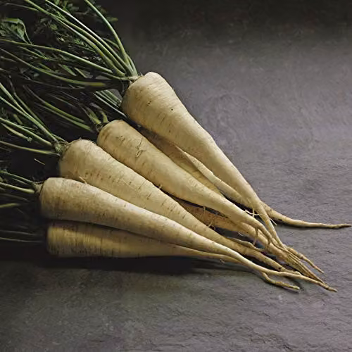 Thompson and Morgan Parsley Hamburg Arat Herb Seeds, 1 Packet