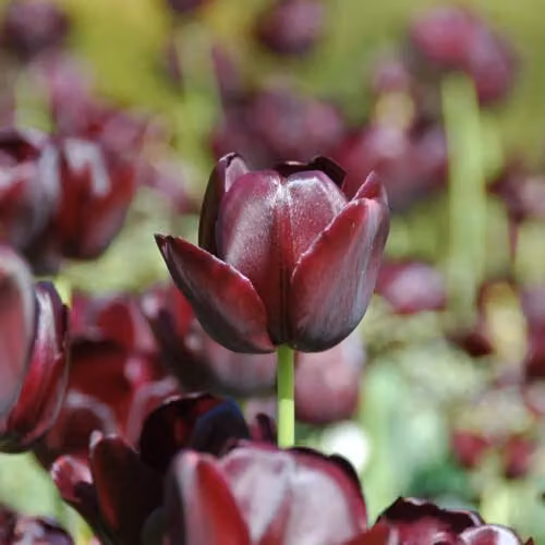 YouGarden Queen of the Night Tulip Bulbs, 30 Bulbs, Deep Purple – 3