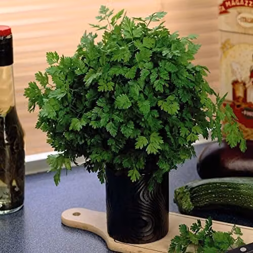 Thompson and Morgan Curled Chervil Anthriscus cerefolium Herb Seeds, Approx. 750 Seeds