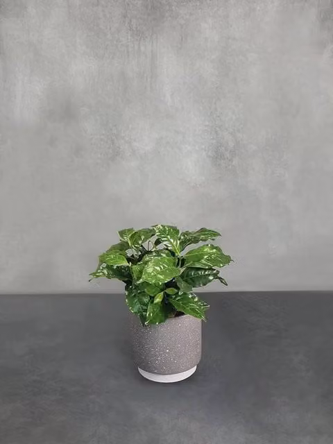 All Occasions Real Indoor Houseplant in a Green Ceramic Pot