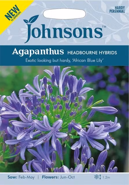 Johnsons Blue Agapanthus Headbourne Hybrids Ornamental Garden Plant