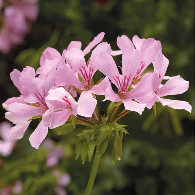 Plants By Post Geranium Super Cascade Appleblossom Pink, 3 x 9cm Pots