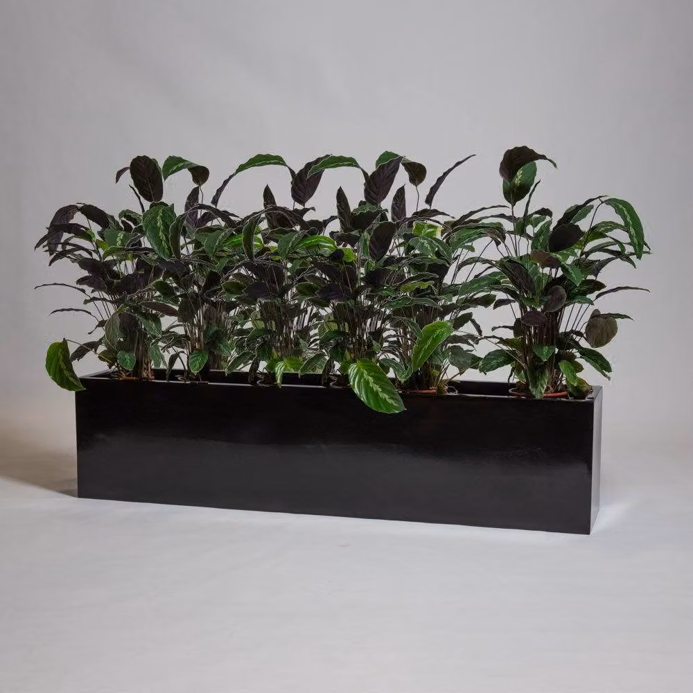 Primrose Black Gloss Polystone Rectangular Trough Planter W: 150 cm, D: 35 cm, H: 30 cm – 2