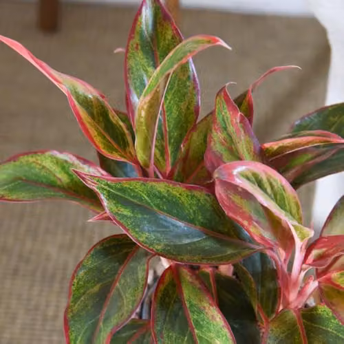 Thompson & Morgan Aglaonema Crete Chinese Evergreen Houseplant with Multicolour Foliage in a 12cm Pot – 2