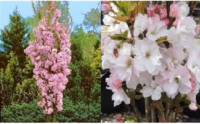 Direct Plants Prunus Amanogawa Pink Cherry Ornamental Tree in a 7.5L Pot