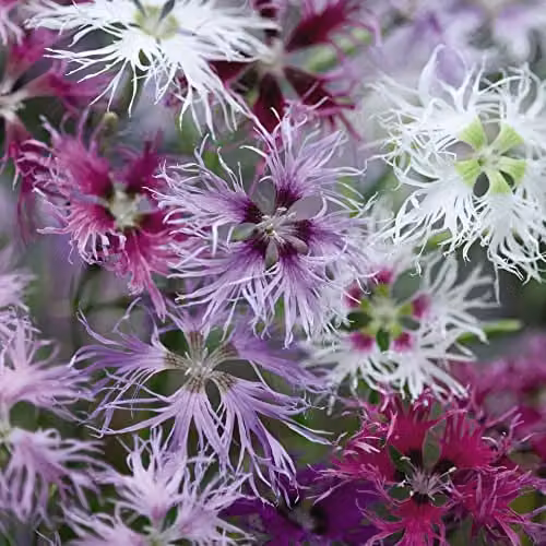 Thompson and Morgan Dianthus Carnation Pinks Rainbow Loveliness Improved Mixed Seeds, Pink and White Fragrant Blooms, 30 Seeds