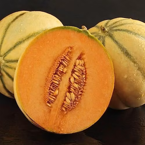Thompson and Morgan Melon Alvaro F1 Hybrid Seeds, 4 Seeds per Packet – 1