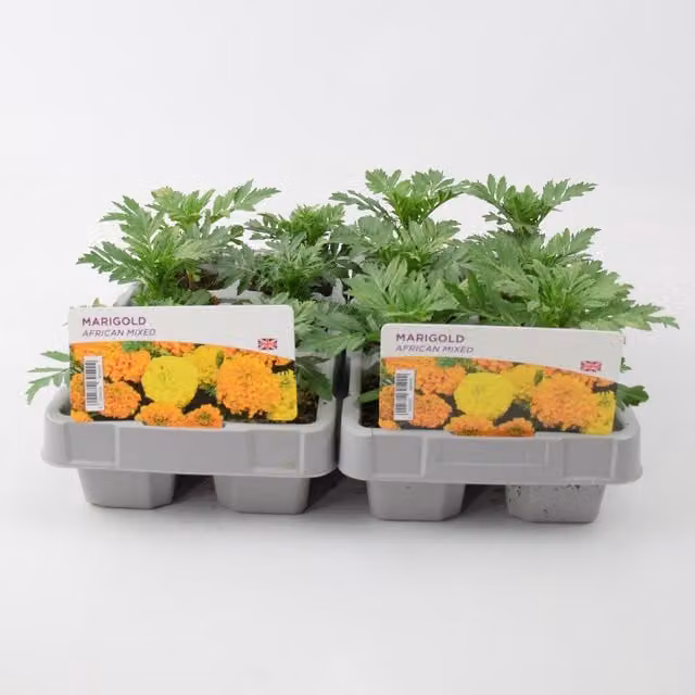 Plants By Post African Marigold Mixed Bedding Plants, 12 Plants for Outdoor Borders in Orange and Yellow