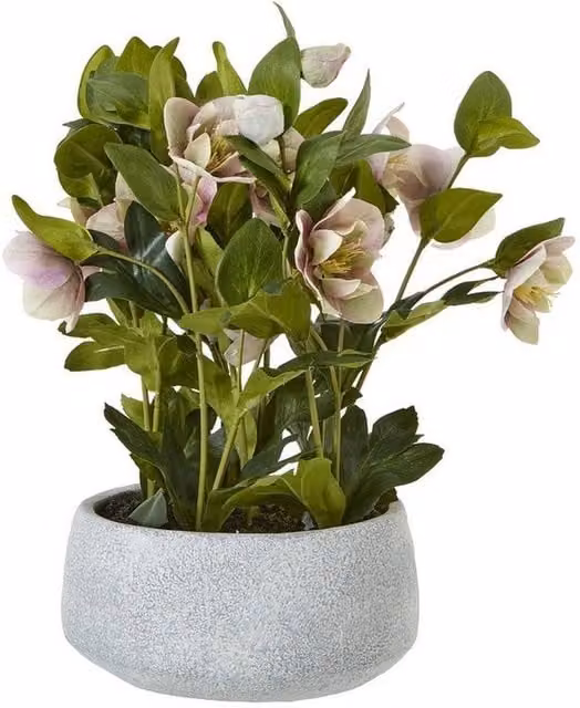 Lemon Pavilion Potted Variegated Hellebore Plant in Pink, White and Grey Pot, W: 38 cm, D: 33 cm, H: 41 cm – 1