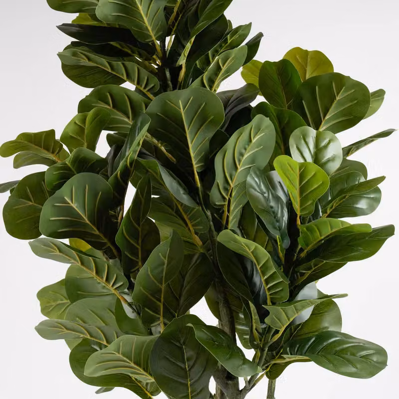 Scottish Everlastings Ltd 150 cm Green Fiddleleaf Tree in Pot – 2