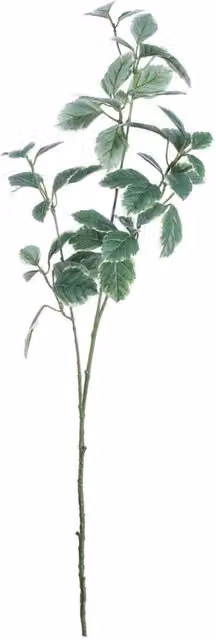 KDMD Dark Green Euonymus Leaves Spray, Height: 91 cm