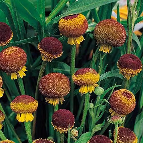 Thompson and Morgan Helenium puberulum Autumn Lollipop Yellow Hardy Perennial Flower Seeds (80 Seeds) – 1
