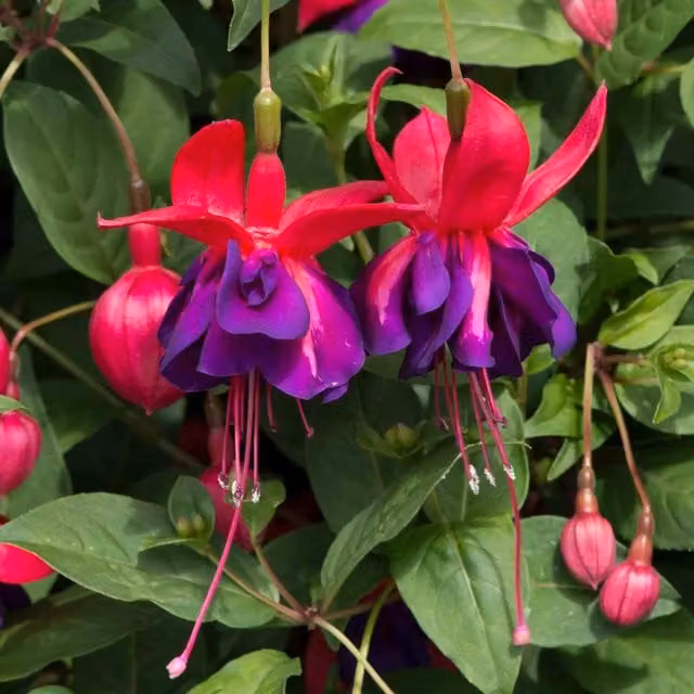 Marshalls Garden Fuchsia Southern Belles Voodoo Perennial Outdoor Plant in Purple and Red