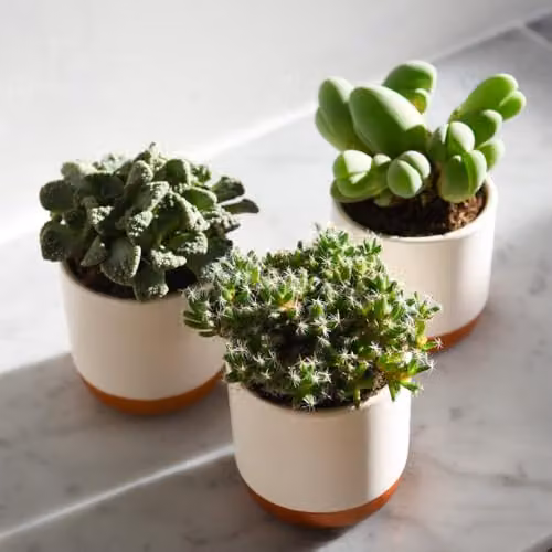 Thompson and Morgan Exotic Lithops Species Mix of Multicolour Succulent Houseplants in 8.5cm Pots – 3
