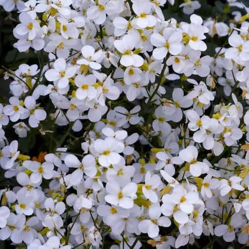 Thompson & Morgan Arabis Caucasica Snowcap White Flowering Hardy Perennial Ground Cover Plant, 2 x 9cm Pots – 2