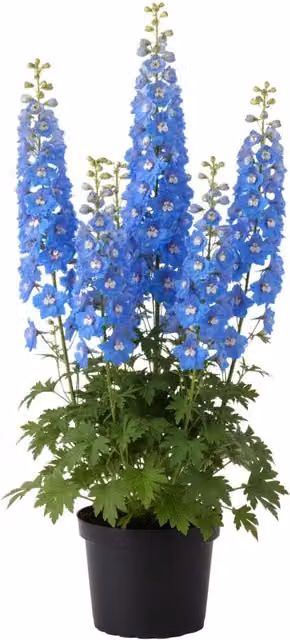 Plants by Post Delphinium Blue Bird Perennial Outdoor Summer Ornamental Garden Plant in Blue and White (Pack of 6)