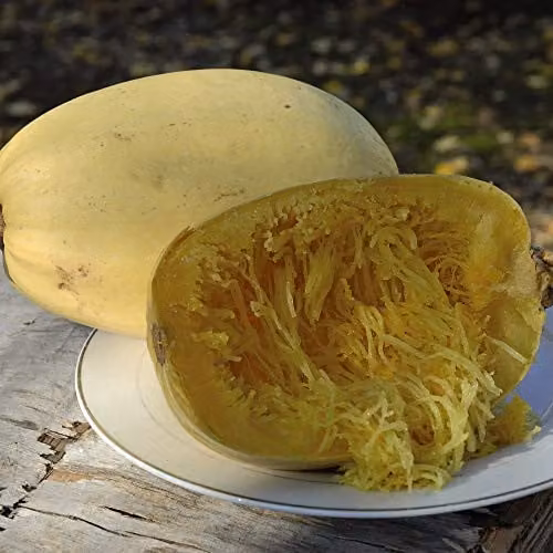 Thompson and Morgan Primavera F1 Hybrid Summer Squash Seeds, 5 Seeds per Packet