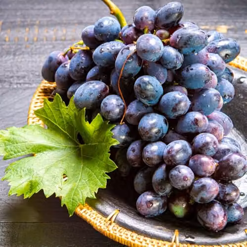 Thompson & Morgan Grape Muscat Hamburg Sweet Table Wine and Juice Grapevine, 3 Litre Pot – 2