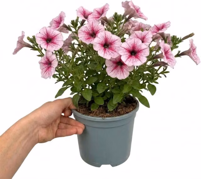 Plants By Post Pink Petunia Sanguna Mega Pink Vein Bedding Plant