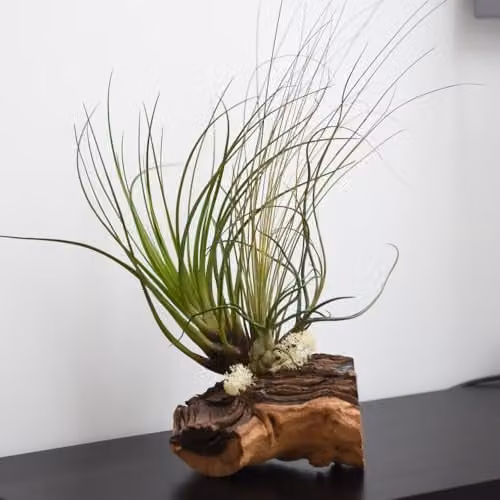 Thompson & Morgan Air Plant on Rustic Green Bog Wood with 3 Plants