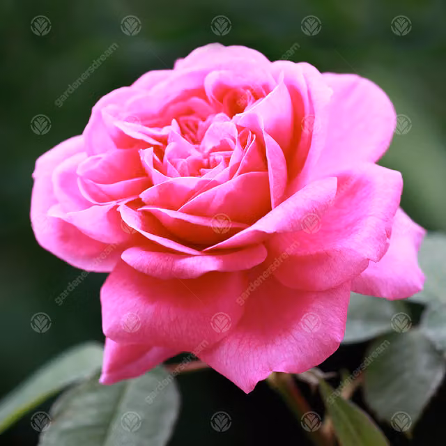 Gardeners Dream Happy Mother's Day Pink Rose Shrub