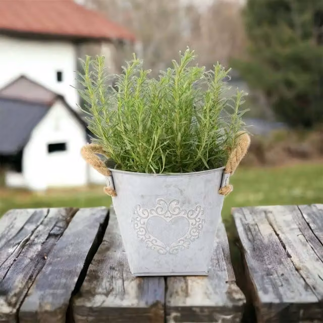 Plants by Post Rosemary Perennial Herb in Green Heart Metal Tin