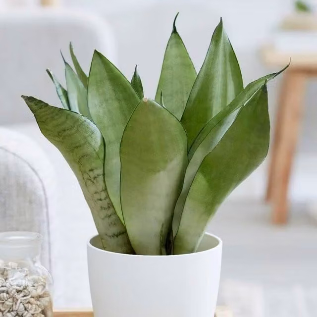 Primrose Sansevieria Trifasciata Moonshine Mother-In-Laws Tongue Plant in a 9cm Green Pot, Height: 30 cm