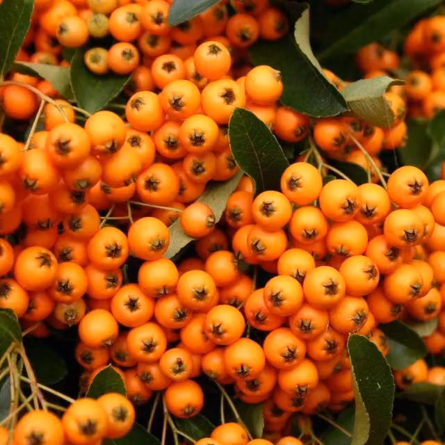 Direct Plants Pyracantha Golden Charmer Evergreen Climbing Garden Shrub with Orange, White and Gold Berries