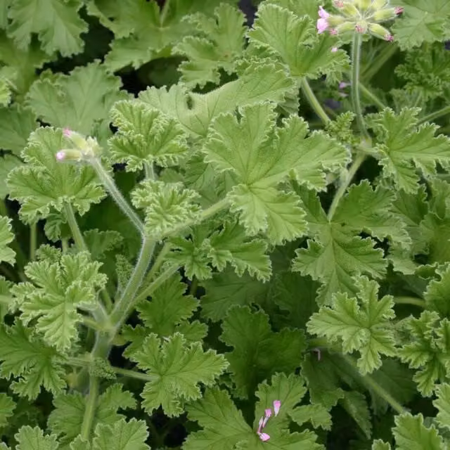 Plants by Post Scented Rose Geranium Pelargonium Bedding Plants with Pink Blooms, 2 x 1L Pots