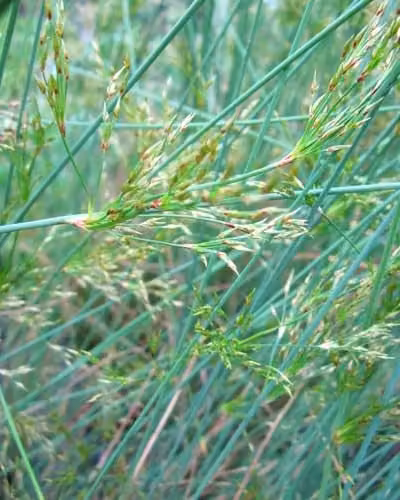 Thompson and Morgan Juncus inflexus Hard Rush, Blue Green Native Aquatic Pond Plant for Bog Gardens and Water Features