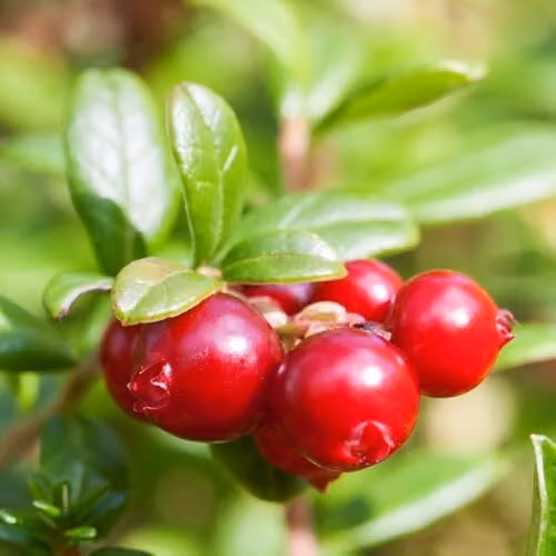 Thompson & Morgan Cranberry Pilgrim Evergreen Cascading Berry Shrub, 2 x 9cm Pots – 3