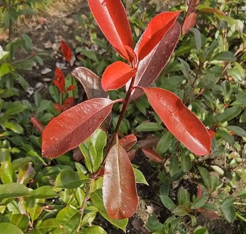 F&G Supplies Photinia Red Robin Evergreen Hedging Plants, Bare Root, Pack of 20 – 2