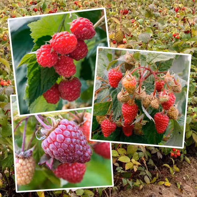 Marshalls Garden Primocane Raspberry Award Winning Red Berry Bush