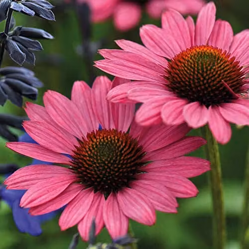 Thompson and Morgan Echinacea Magnus Hardy Perennial Flowering Bushy Garden Plant, 9cm Pot – 1